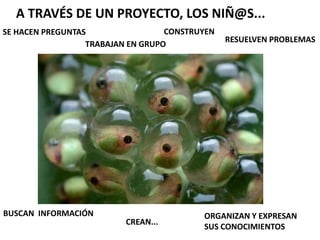 A TRAVÉS DE UN PROYECTO, LOS NIÑ@S...
SE HACEN PREGUNTAS CONSTRUYEN
TRABAJAN EN GRUPO
BUSCAN INFORMACIÓN
RESUELVEN PROBLEMAS
ORGANIZAN Y EXPRESAN
SUS CONOCIMIENTOS
CREAN...