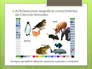  Actividad para resignificar conocimientos
de Ciencias Naturales.
Consigna: ejemplificar diferentes coberturas corporales...