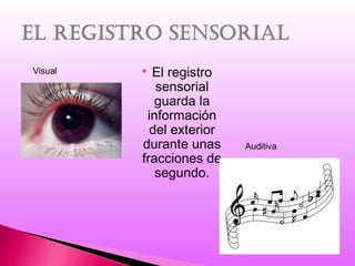  El registro
sensorial
guarda la
información
del exterior
durante unas
fracciones de
segundo.
Auditiva
Visual
 