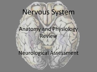 Nervous System Anatomy and Physiology Review Neurological Assessment 