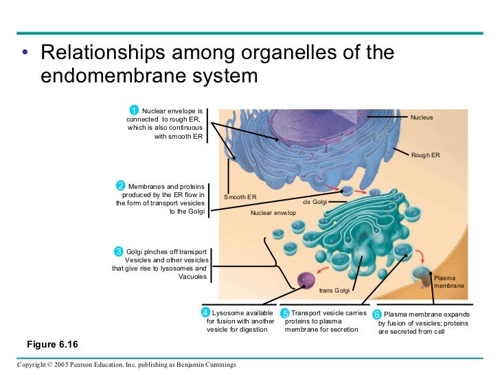Which is not a function of the endomembrane system of the Which is not a function of the endomembrane system of the