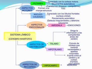 SISTEMA LÍMBICO
(CEREBRO MAMÍFERO)
Conectado con la corteza motora.
Movimientos automáticos
(Transtornos obsesivo - compulsivos)
TOCASPECTOS
MOTORES
PUTAMEN
NÚCLEO
CAUDADO
Forman una
misma estructura
Conectado con los lóbulos frontales
(corteza orbital)
Pensamiento automático
(Detecta irregularidades y deteriora
soluciones
ASPECTOS
EMOCIONALES
AMÍGDALA EMOCIONES
ASPECTOS DE
DISTRIBUCIÓN
TÁLAMO
HIPOTÁLAMO
Dirige la
información a las
competentes
áreas del
cerebro
Cúmulo de
núcleos que
controla
necesidades y
apetitos
corporales.
Puente entre el
cerebro y el
cuerpo.
(hambre,
(sexualidad)ASPECTOS DE
RECUERDO
HIPOCAMPO MEMORIA
 
