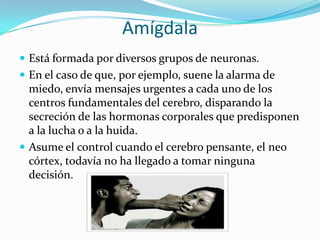 Amígdala
 Está formada por diversos grupos de neuronas.
 En el caso de que, por ejemplo, suene la alarma de
miedo, envía mensajes urgentes a cada uno de los
centros fundamentales del cerebro, disparando la
secreción de las hormonas corporales que predisponen
a la lucha o a la huida.
 Asume el control cuando el cerebro pensante, el neo
córtex, todavía no ha llegado a tomar ninguna
decisión.
 