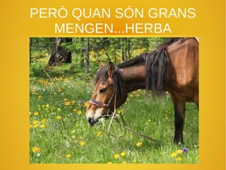 PERÒ QUAN SÓN GRANS
MENGEN...HERBA
 