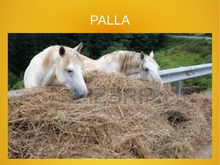 PALLA
 