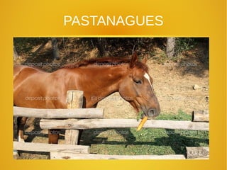 PASTANAGUES
 