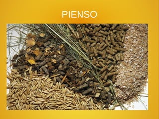 PIENSO
 
