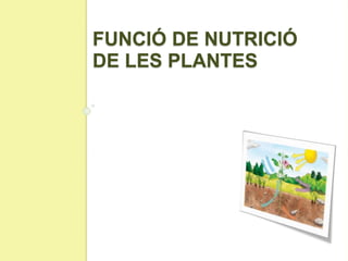 FUNCIÓ DE NUTRICIÓ
DE LES PLANTES
 