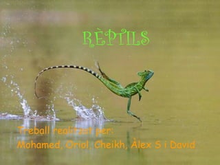 RÈPTILS
Treball realitzat per:
Mohamed, Oriol, Cheikh, Àlex S i David
 