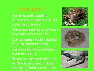 Com són ?
- Tenen la pell coberta
d’escates, closques, escuts
o plaques còrnies.
- Tenen extremitats curtes i
laterals o no en tenen.
- Són de sang freda i passen
l’hivern endormiscats.
- Tenen respiració pulmonar i
cutània ( pell ).
- El seu cor té aurícules i un
ventricle amb una o dues
cavitats (doble circulació).
 