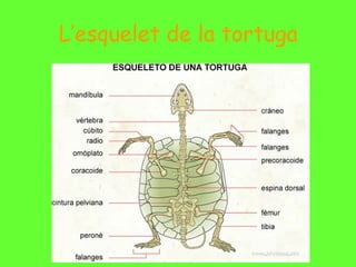 L’esquelet de la tortuga
 