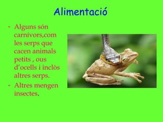 Alimentació
- Alguns són
carnívors,com
les serps que
cacen animals
petits , ous
d’ocells i inclòs
altres serps.
- Altres mengen
insectes.
 