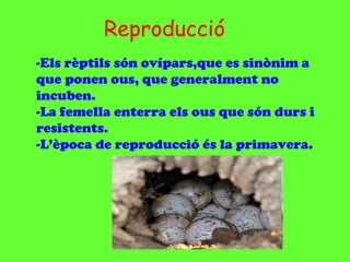 Reproducció
-Els rèptils són ovípars,que es sinònim a
que ponen ous, que generalment no
incuben.
-La femella enterra els ous que són durs i
resistents.
-L’època de reproducció és la primavera.
 