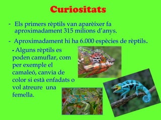 Curiositats
- Els primers rèptils van aparèixer fa
aproximadament 315 milions d’anys.
- Aproximadament hi ha 6.000 espècies de rèptils.
- Alguns rèptils es
poden camuflar, com
per exemple el
camaleó, canvia de
color si està enfadats o
vol atreure una
femella.
 