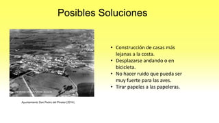 Ayuntamiento San Pedro del Pinatar (2014)
Posibles Soluciones
• Construcción de casas más
lejanas a la costa.
• Desplazarse andando o en
bicicleta.
• No hacer ruido que pueda ser
muy fuerte para las aves.
• Tirar papeles a las papeleras.
 