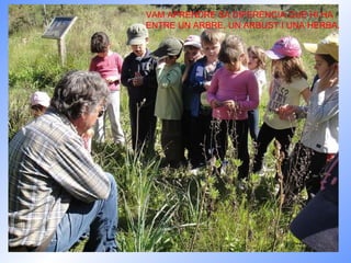 VAM APRENDRE SA DIFERÈNCIA QUE HI HA ENTRE UN ARBRE, UN ARBUST I UNA HERBA.  