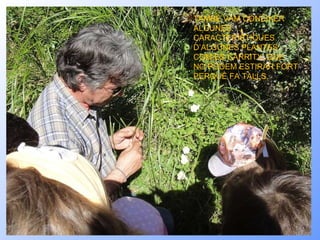 FINS UN ALTRE! TAMBÉ VAM CONÈIXER ALGUNES CARACTERÍSTIQUES D’ALGUNES PLANTES; COM ES CÀRRITX, QUE NO PODEM ESTIRAR FORT PERQUÈ FA TALLS. 