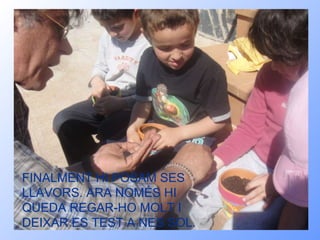 FINS UN ALTRE! FINALMENT HI POSAM SES LLAVORS. ARA NOMÉS HI QUEDA REGAR-HO MOLT I DEIXAR ES TEST A NES SOL. 