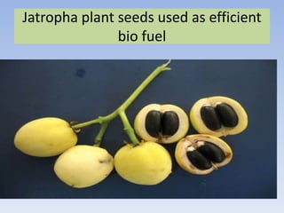 Jatropha plant seeds used as efficient
               bio fuel
 
