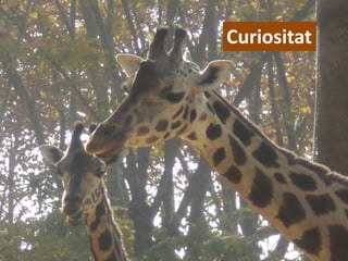 Curiositat