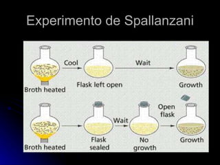 Experimento de Spallanzani 