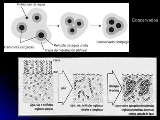 Coacervados 