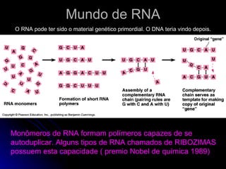 Mundo de RNA Monômeros de RNA formam polímeros capazes de se autoduplicar. Alguns tipos de RNA chamados de RIBOZIMAS possuem esta capacidade ( premio Nobel de química 1989) O RNA pode ter sido o material genético primordial. O DNA teria vindo depois. 