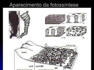 Aparecimento da fotossíntese 