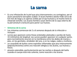 La sarna Es una infestación de la piel que pica intensamente y es contagiosa, por el ácaro parasitario Sarcoptes scabiei. El ácaro hembra adulto mide cerca de 0,4 mm de largo y es apenas visible por el ojo humano y el macho tiene la mitad de tamaño. Los ácaros hembra cavan dentro de la capa externa de la piel (stratum croneum) para poner sus huevos.  Síntomas de la sarna  Los síntomas comienzan de 2 a 6 semanas después de la infección e incluyen:  surcos que aparecen como líneas onduladas plateadas o pardas de hasta 15 milímetros de longitud. Los surcos pueden aparecer en cualquier parte, pero normalmente ocurren en la membrana entre los dedos de manos y pies, en los genitales, alrededor del ano, o en las nalgas, codos y muñecas.  un sarpullido de bultos como espinillas inflamados que pica intensamente (pápulas/lesiones) como una reacción alérgica a los ácaros, sus huevos y heces.  picazón extendida, particularmente por las noches o después del baño cuando el cuerpo está más caliente, como reacción a los ácaros.  