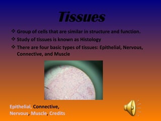 Tissues Epithelial,  Connective ,  Nervous ,  Muscle ,  Credits ,[object Object],[object Object],[object Object]