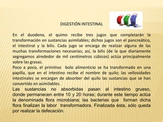 DIGESTIÓN INTESTINAL
En el duodeno, el quimo recibe tres jugos que completarán la
transformación en sustancias asimilables; dichos jugos son el pancreático,
el intestinal y la bilis. Cada jugo se encarga de realizar alguna de las
muchas transformaciones necesarias; así, la bilis (de la que diariamente
segregamos alrededor de mil centímetros cúbicos) actúa principalmente
sobre las grasas.
Poco a poco, el primitivo bolo alimenticio se ha transformado en una
papilla, que en el intestino recibe el nombre de quilo; las vellosidades
intestinales se encargan de absorber del quilo las sustancias que se han
convertido en asimilables.
Las sustancias no absorbidas pasan al intestino grueso,
donde permanecen entre 10 y 20 horas; durante este tiempo actúa
la denominada flora microbiana; las bacterias que forman dicha
flora finalizan la labor transformadora. Finalizada ésta, sólo queda
por realizar la defecación.
 