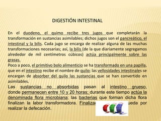 DIGESTIÓN INTESTINAL
En el duodeno, el quimo recibe tres jugos que completarán la
transformación en sustancias asimilables; dichos jugos son el pancreático, el
intestinal y la bilis. Cada jugo se encarga de realizar alguna de las muchas
transformaciones necesarias; así, la bilis (de la que diariamente segregamos
alrededor de mil centímetros cúbicos) actúa principalmente sobre las
grasas.
Poco a poco, el primitivo bolo alimenticio se ha transformado en una papilla,
que en el intestino recibe el nombre de quilo; las vellosidades intestinales se
encargan de absorber del quilo las sustancias que se han convertido en
asimilables.
Las sustancias no absorbidas pasan al intestino grueso,
donde permanecen entre 10 y 20 horas; durante este tiempo actúa la
denominada flora microbiana; las bacterias que forman dicha flora
finalizan la labor transformadora. Finalizada ésta, sólo queda por
realizar la defecación.
 