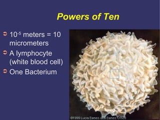 Powers of Ten
➲ 10-5 meters = 10
  micrometers
➲ A lymphocyte
  (white blood cell)
➲ One Bacterium
 