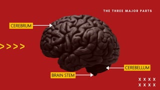 CEREBRUM
CEREBELLUM
BRAIN STEM
 