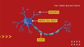 NERVE CELL BODY
DENDRITE
AXON
 