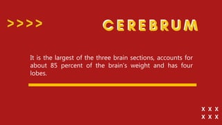 It is the largest of the three brain sections, accounts for
about 85 percent of the brain’s weight and has four
lobes.
 