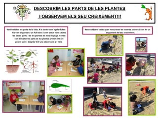 Necessitàvem saber quan mesuraven les nostres plantes i vam fer un
seguiment del seu creixement.
DESCOBRIM LES PARTS DE LES PLANTES
I OBSERVEM ELS SEU CREIXEMENT!!!
Vam treballar les parts de la fulla. A la tardor vam agafar fulles
les vam enganxar a un full blanc i vam posar nom a totes
les seves parts. i de les plantes els dies de pluja. També
vam treballar les parts de les plantes primer amb un
power poin i desprès fent una observació a l´hort.
 