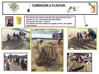 COMENCEM A PLANTAR…
Per plantar els enciams, els alls i les cebes hem fet servir
planter, és a dir, hem plantat plantes petites.
Per plantar els raves , llavors.
Per plantar les faves també vam agafar el fruit, vam agafar
faves seques.
 