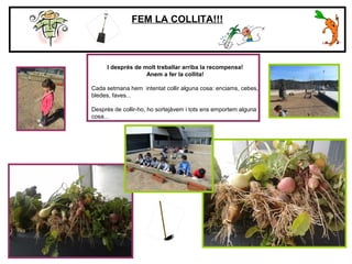 FEM LA COLLITA!!!
I després de molt treballar arriba la recompensa!
Anem a fer la collita!
Cada setmana hem intentat collir alguna cosa: enciams, cebes,
bledes, faves...
Després de collir-ho, ho sortejàvem i tots ens emportem alguna
cosa...
 
