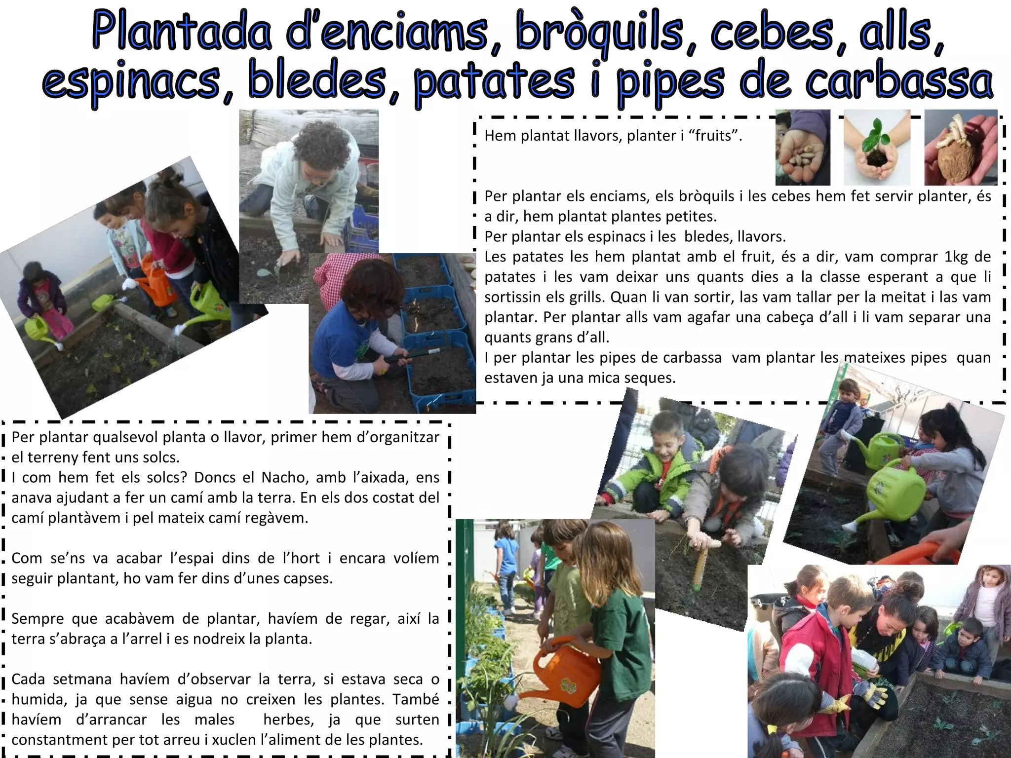 Hem plantat llavors, planter i “fruits”.


                                                                  Per plantar els enciams, els bròquils i les cebes hem fet servir planter, és
                                                                  a dir, hem plantat plantes petites.
                                                                  Per plantar els espinacs i les bledes, llavors.
                                                                  Les patates les hem plantat amb el fruit, és a dir, vam comprar 1kg de
                                                                  patates i les vam deixar uns quants dies a la classe esperant a que li
                                                                  sortissin els grills. Quan li van sortir, las vam tallar per la meitat i las vam
                                                                  plantar. Per plantar alls vam agafar una cabeça d’all i li vam separar una
                                                                  quants grans d’all.
                                                                  I per plantar les pipes de carbassa vam plantar les mateixes pipes quan
                                                                  estaven ja una mica seques.


Per plantar qualsevol planta o llavor, primer hem d’organitzar
el terreny fent uns solcs.
I com hem fet els solcs? Doncs el Nacho, amb l’aixada, ens
anava ajudant a fer un camí amb la terra. En els dos costat del
camí plantàvem i pel mateix camí regàvem.

Com se’ns va acabar l’espai dins de l’hort i encara volíem
seguir plantant, ho vam fer dins d’unes capses.

Sempre que acabàvem de plantar, havíem de regar, així la
terra s’abraça a l’arrel i es nodreix la planta.

Cada setmana havíem d’observar la terra, si estava seca o
humida, ja que sense aigua no creixen les plantes. També
havíem d’arrancar les males          herbes, ja que surten
constantment per tot arreu i xuclen l’aliment de les plantes.
 