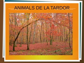 ANIMALS DE LA TARDOR
 