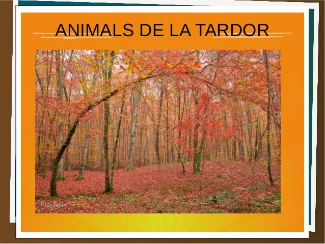 ANIMALS DE LA TARDOR 