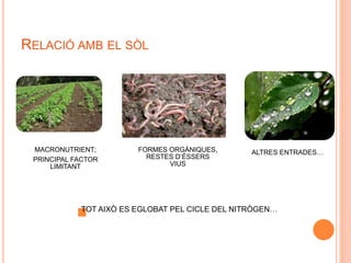 RELACIÓ AMB EL SÒL 
MACRONUTRIENT; 
PRINCIPAL FACTOR 
LIMITANT 
FORMES ORGÀNIQUES, 
RESTES D’ÉSSERS 
VIUS 
ALTRES ENTRADES… 
TOT AIXÒ ES EGLOBAT PEL CICLE DEL NITRÒGEN… 
 