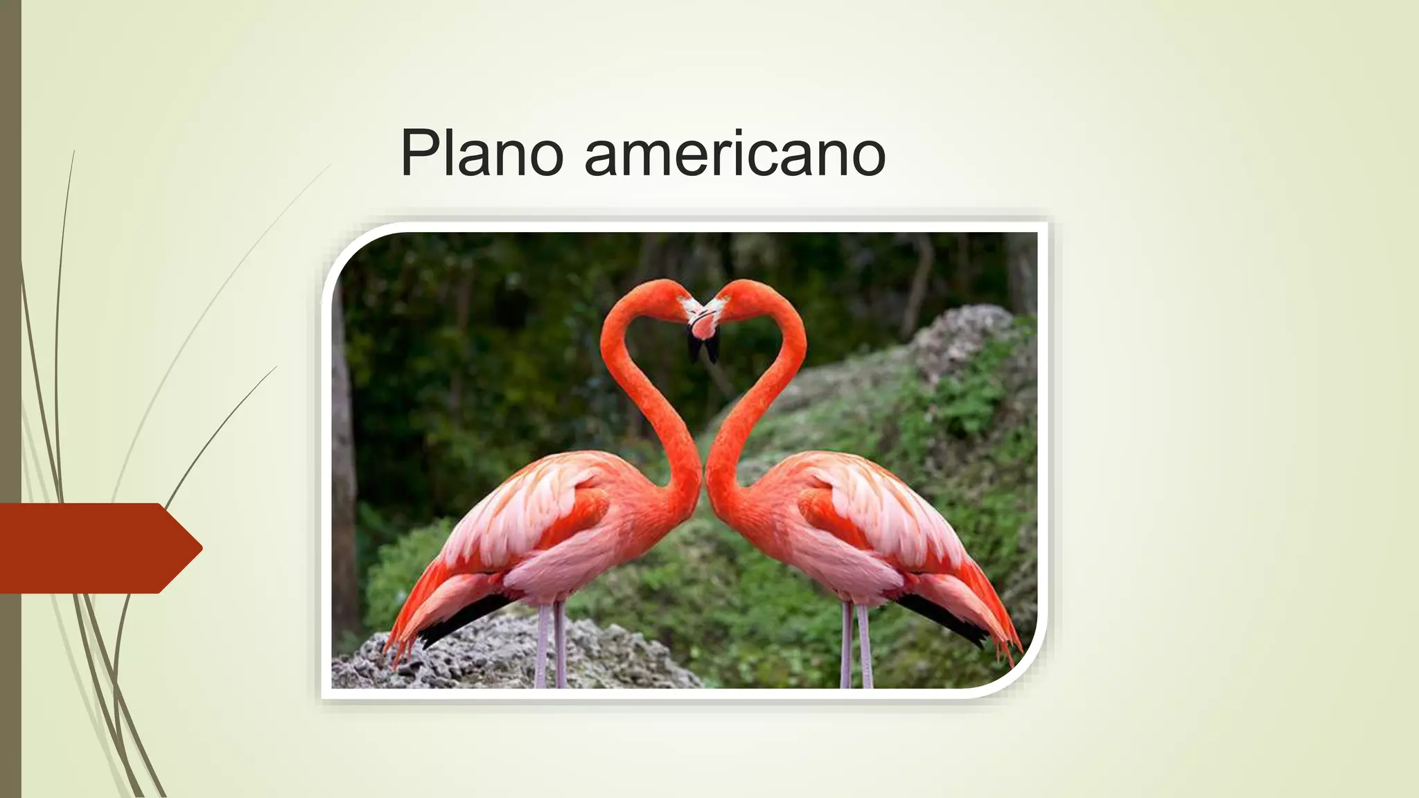 Plano americano