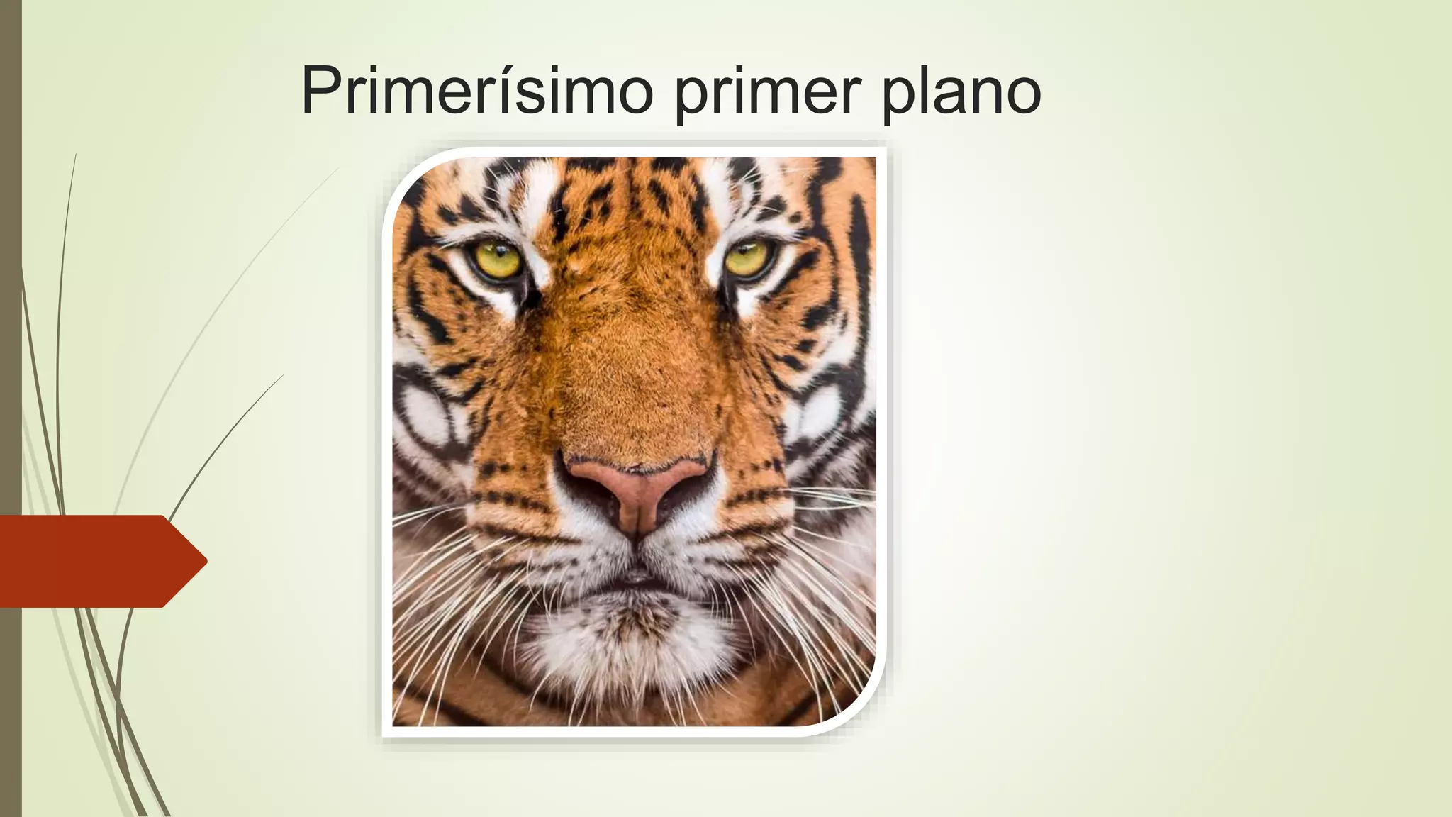 Primerísimo primer plano