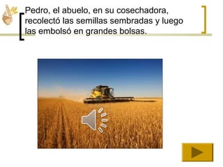 Pedro, el abuelo, en su cosechadora,
recolectó las semillas sembradas y luego
las embolsó en grandes bolsas.
 