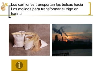 Los camiones transportan las bolsas hacia
Los molinos para transformar el trigo en
harina
 