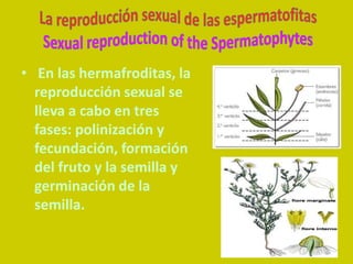• En las hermafroditas, la
  reproducción sexual se
  lleva a cabo en tres
  fases: polinización y
  fecundación, formación
  del fruto y la semilla y
  germinación de la
  semilla.
 