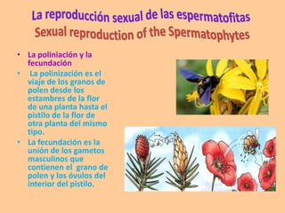 • La poliniación y la
  fecundación
• La polinización es el
  viaje de los granos de
  polen desde los
  estambres de la flor
  de una planta hasta el
  pistilo de la flor de
  otra planta del mismo
  tipo.
• La fecundación es la
  unión de los gametos
  masculinos que
  contienen el grano de
  polen y los óvulos del
  interior del pistilo.
 