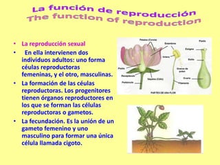 • La reproducción sexual
• En ella intervienen dos
  individuos adultos: uno forma
  céulas reproductoras
  femeninas, y el otro, masculinas.
• La formación de las céulas
  reproductoras. Los progenitores
  tienen órganos reproductores en
  los que se forman las células
  reproductoras o gametos.
• La fecundación. Es la unión de un
  gameto femenino y uno
  masculino para formar una única
  célula llamada cigoto.
 